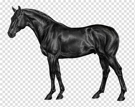 Stallion Clipart Black Horse Clip Art Of Horse Png Image Clip Art