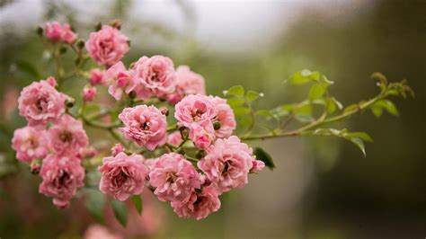 1920x1080 Roses Flowers Nature Bush Branch Pink Coolwallpapersme