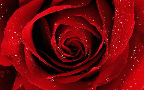 If you're in search of the best red background images, you've come to the right place. COOL WALLPAPERS: red rose wallpaper