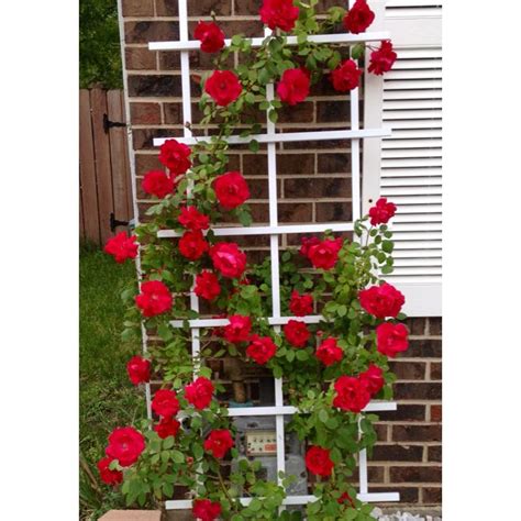 My Climbing Rose Climbing Roses Sweet Home Outdoor Structures