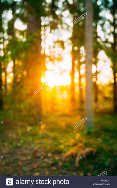 Abstract Autumn Summer Natural Blurred Forest Background