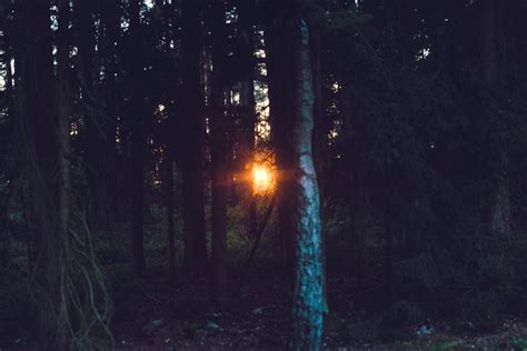Free Stock Photo Of Dawn Dusk Forest