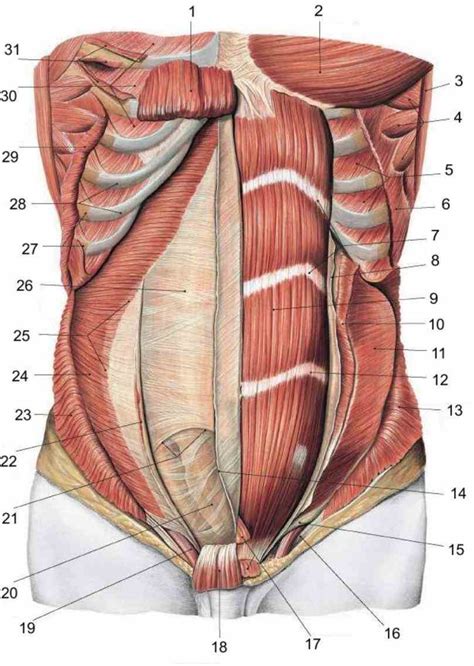 Learn about each muscle, their locations & functional the pectorals, or chest muscles, are so large and prominent that they can't be hidden. to be a kinesiology expert understand the importance of ...
