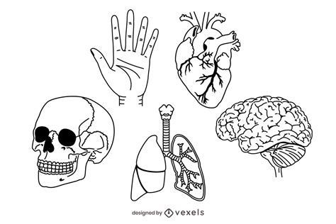 Vectores And Gráficos De Anatomia Para Descargar