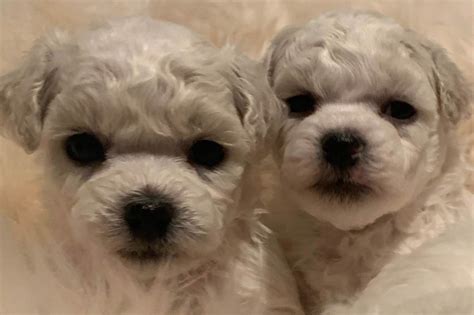 Check out our bichon frise puppies for sale to adopt your own loyal lap dog today! Releve' Bichons - Bichon Frise Puppies For Sale - Born on ...