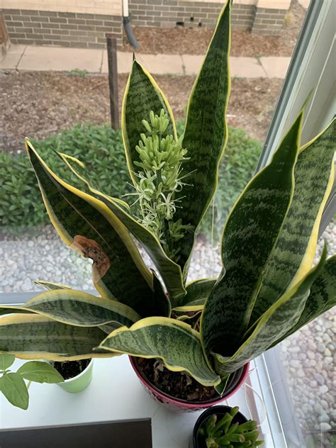 There are thousands of varieties, which makes identifying succulents a challenge. My snake plant sprouted a flower! Didn't even know they ...