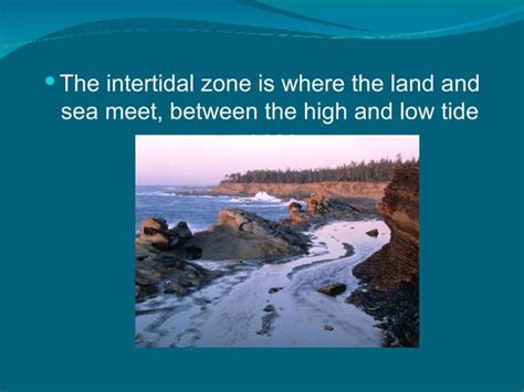 Intertidal Zones Ppt