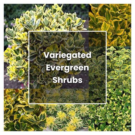 How To Grow Variegated Evergreen Shrubs Plant Care And Tips