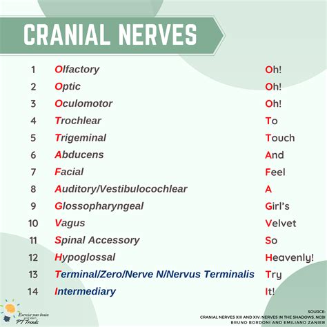 Cranial Nerves Mnemonic Function Labeled Names In Order 52 Off
