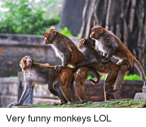 25 Best Memes About Funny Monkeys Funny Monkeys Memes