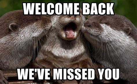 Welcome Back Meme Discover More Interesting Animal Cat Cute Miss