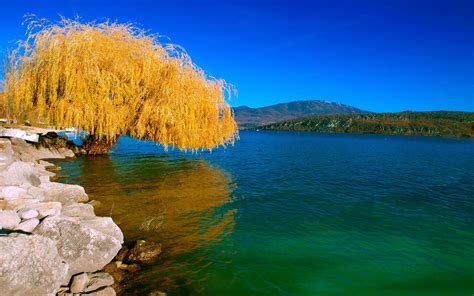 Arbol De Hojas Amarillas Junto Al Mar Wallpaper Hd Night Sky