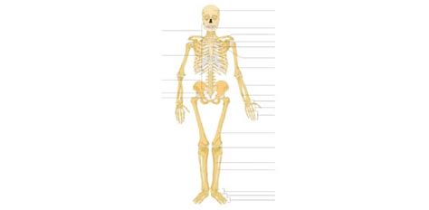 Gcse Trivia Quiz On Human Skeletal System Human Skeletal System