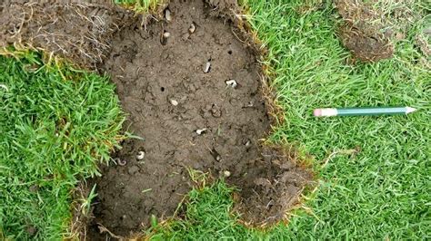 When To Put Grub Killer Down Explained Grow Your Yard