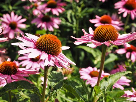 Purple Coneflowers Echinacea Thoughts Of Dawn