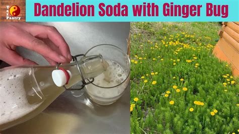 Dandelion Soda Naturally Fermented With A Ginger Bug Youtube