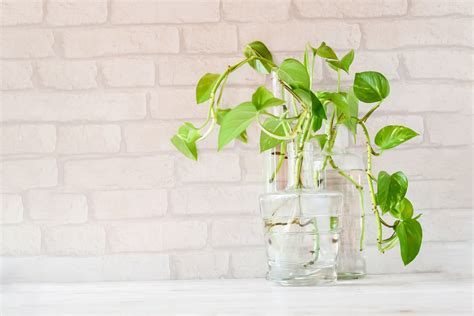 Top Five Plants To Grow Indoors In Qatar