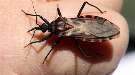 Cdc Warns Blood Sucking ‘kissing Bug Spreading North Fox21online