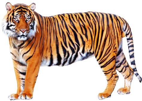 Bengal Tiger Png File Png Mart