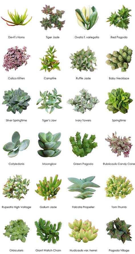 Types Chart Identify Succulent Plants