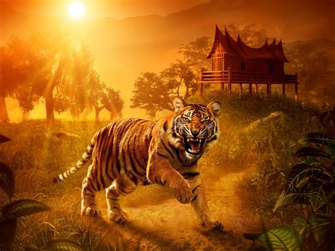 Tiger Close Up Predator Eyes Teeth House Sunset Wallpaper