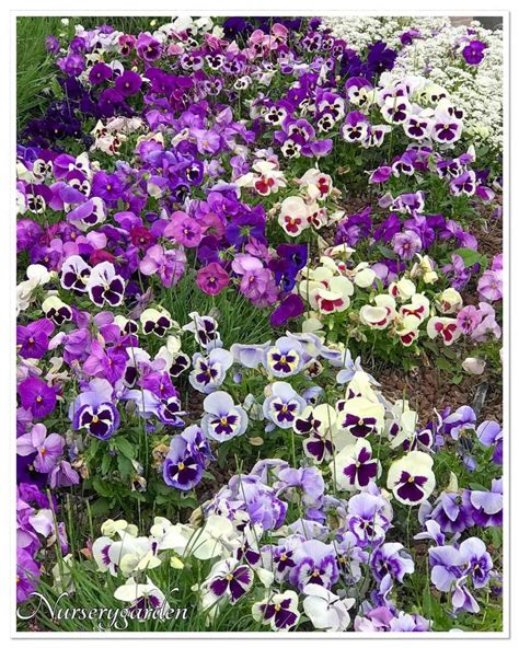 Ideas For Gardening With Pansies That You Will Love Interiors By Color