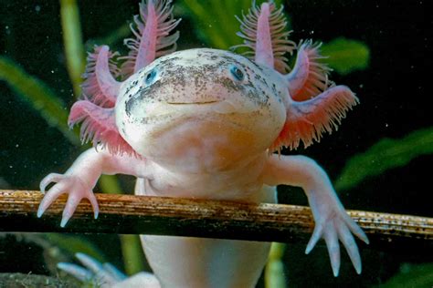 Before the axolotl was an endangered species, xochimilco natives would chow down on the salamanders. Axolotls 10-15cm (Ambystoma mexicanum) - Nat's Fish