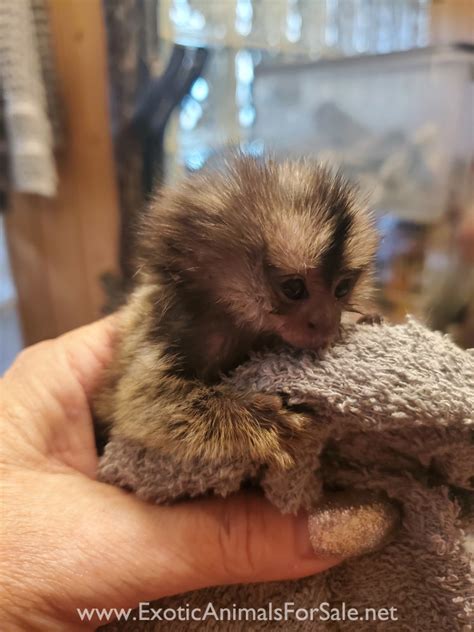 Marmoset Babies Finger Monkey For Sale