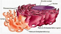 Reticulo Endoplasmatico Liso E Rugoso Estrutura E Função - Várias ...