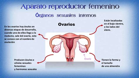 Presentacion Aparato Reproductor Biologia