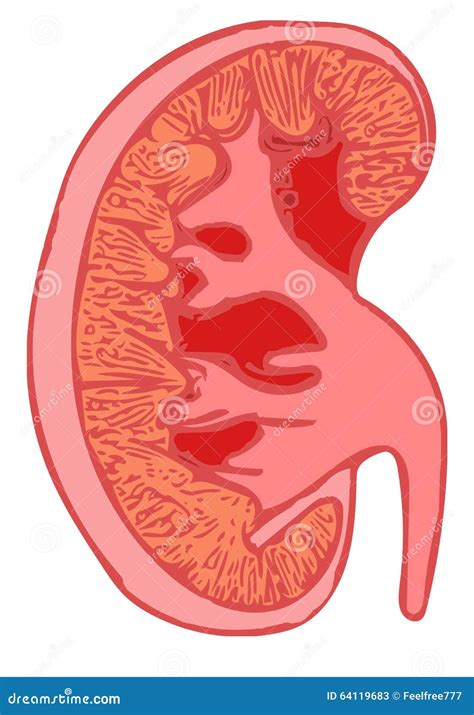 Anatomie Humaine De Rein Illustration Stock Illustration Du Besoins