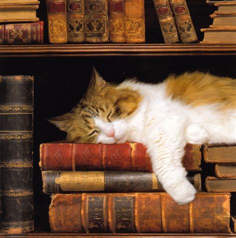 Resultado de imagen de librsos bibliotecas con gatos
