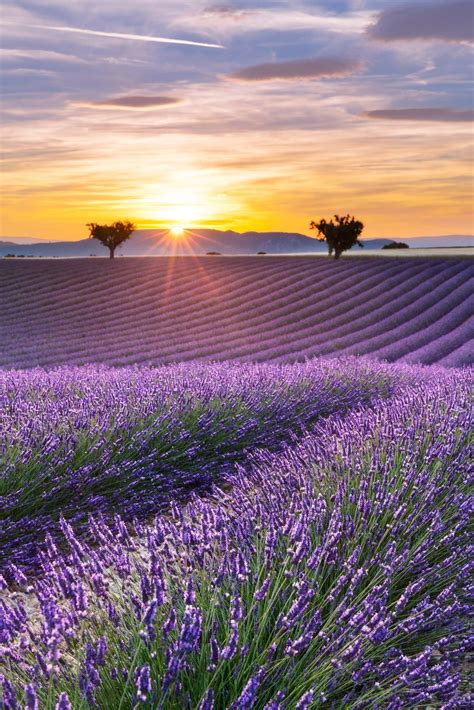 Vertical Panorama Of A Lavender Field At Sunset Beautiful Nature