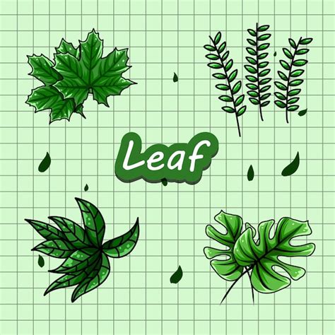 Premium Vector A Set Of Hand Drawn Leaf Collections For Design Elements