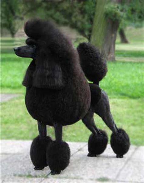 15 Poodles With Better Hairstyles Than You