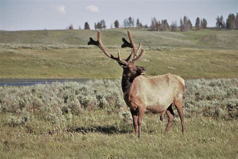 Just Discovered This Subreddit Heres A Photo I Took Of An Elk In