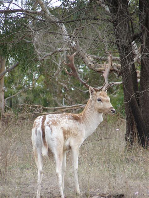 Identifying Fallow Deer Cervus Dama Dama Pestsmart