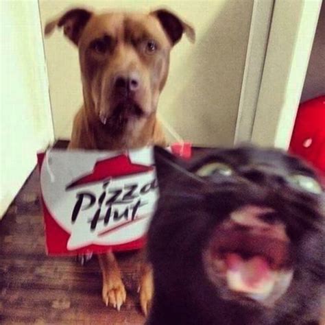 24 Of The Most Hilarious Cat Photobombs Ever Happened - Page 2 of 3