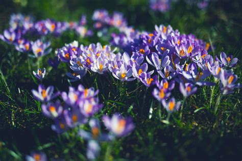 Free Images Nature Grass Blossom Field Meadow Flower Petal