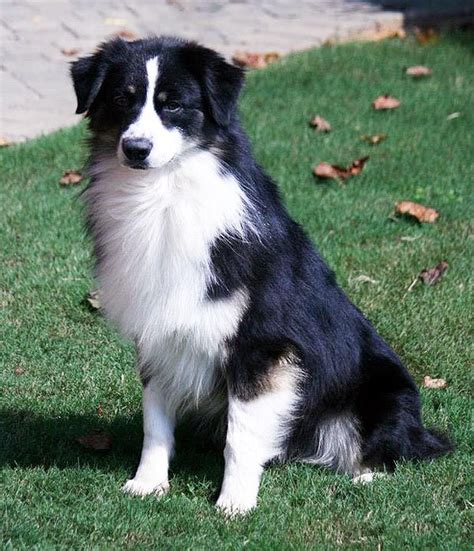 Stetson A Black Bicolor Australian Shepherd Australian Shepherd