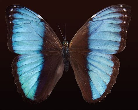 Blue Morpho Butterfly · Free Stock Photo
