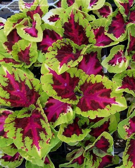 Plantfiles Pictures Coleus Flame Nettle Painted Nettle Kong Rose