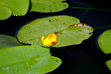 Flowering Lily On The Lake