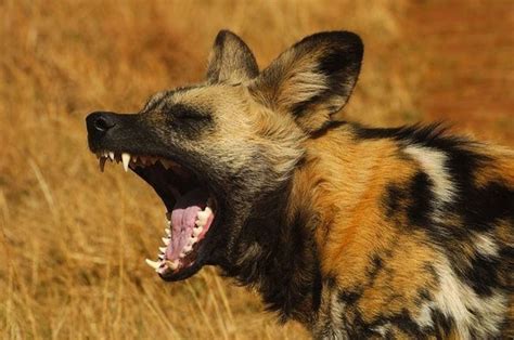 Are African Wild Dogs Dangerous To Humans Quora