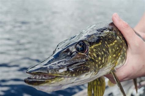 The 8 Best Pike Lures In 2023 Top Spinners Spoons And Swimbaits