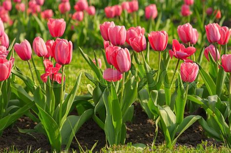 Pink Beautiful Tulips Field In Spring Time Floral Easter Background