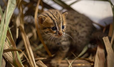 Learnings From Rehabilitating The Worlds Smallest Wild Cat