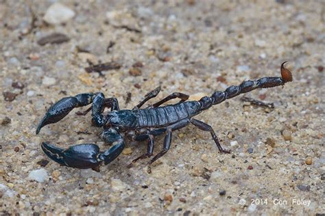 Singapore Wild Animals Scorpions