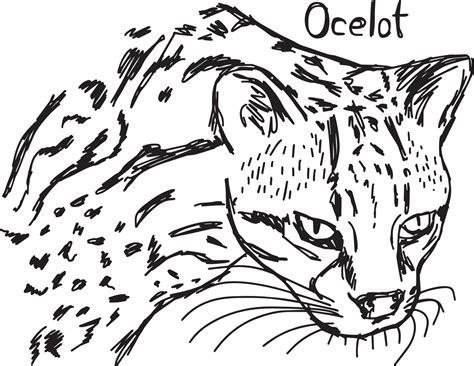 Ocelot S Head Vector Illustration Sketch Hand Drawn 3127173 Vector