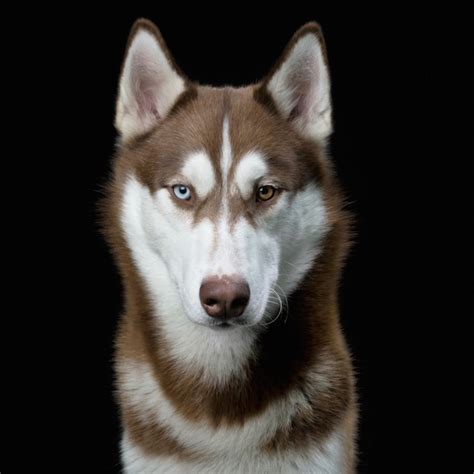 Animal Soul Striking Portraits Capture Pets Personalities